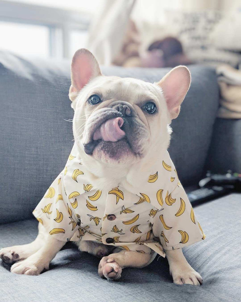 Hundeshirt "Waikiki"