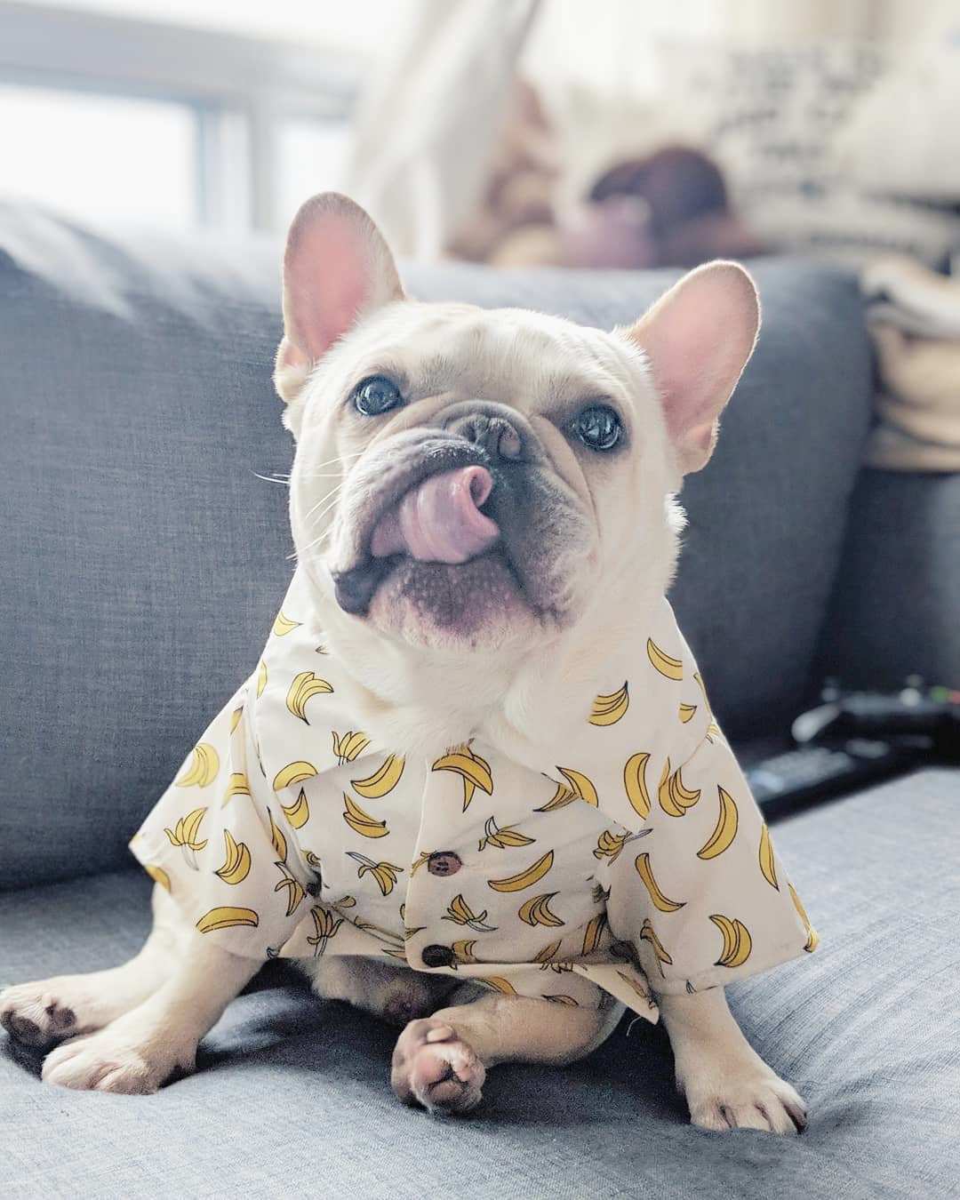 Dog Shirt "Waikiki"