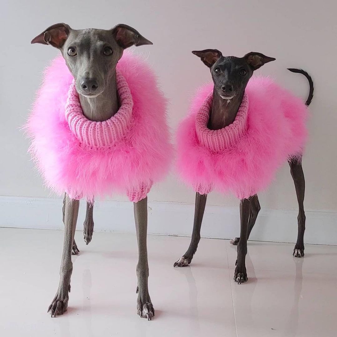 "Glamour" Vaporous Dog Sweater