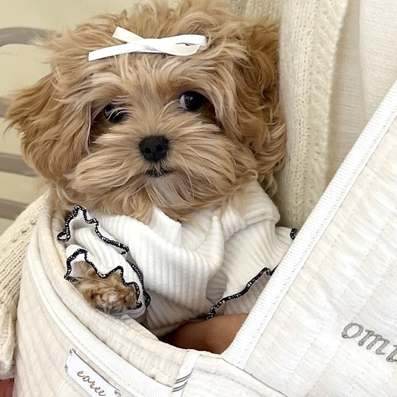 Maglietta per Cani Maltese con Fiocco - Rosa, Bianco o Nero