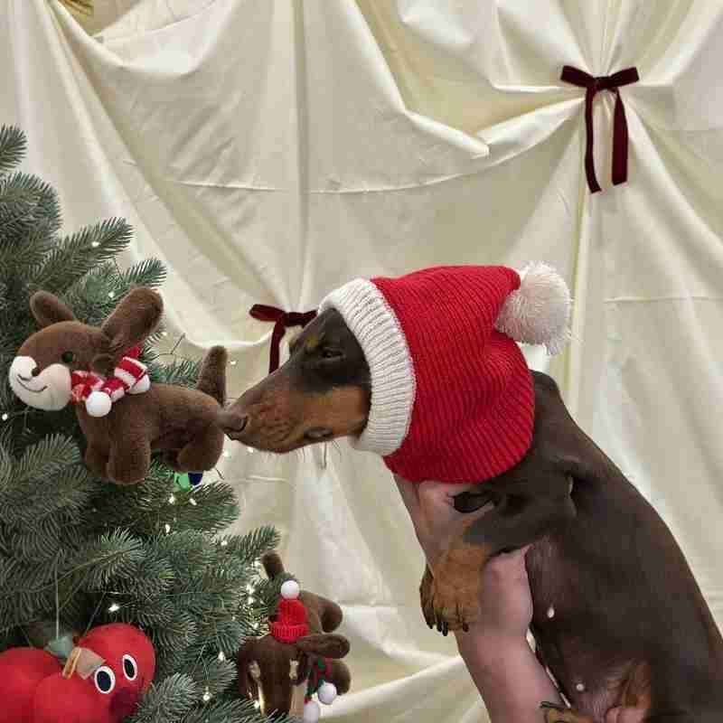 Passamontagna per Cani Natalizio - Cappuccio Rosso Babbo Natale by Dog Moda