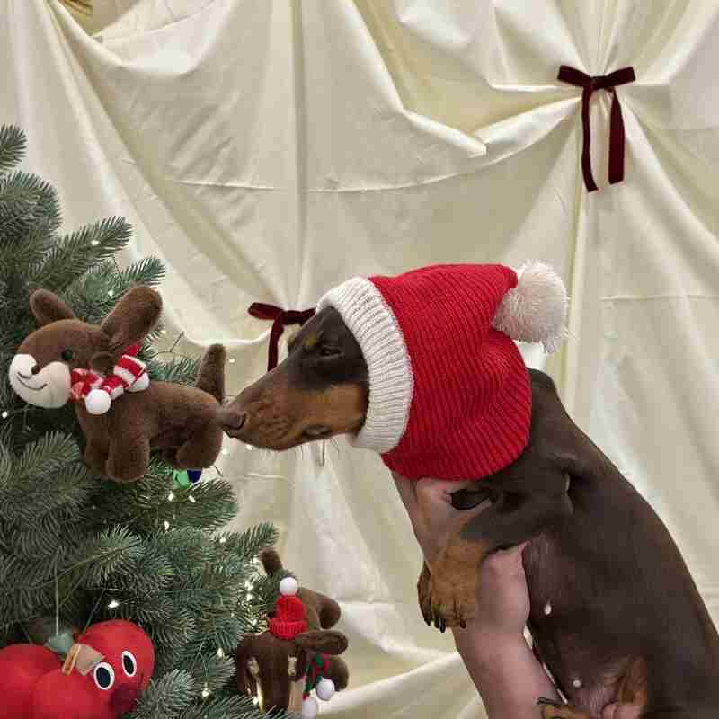 Pasamontañas para Perros Navideño - Capucha Roja Papá Noel