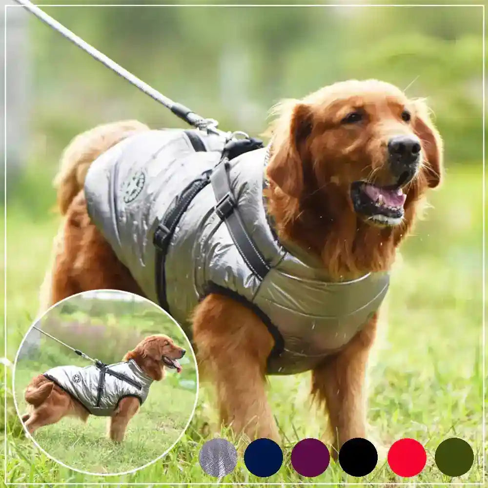 Cappotto Invernale per Cani Hall Star | Imbottito e Impermeabile by Dog Moda