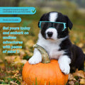 Black and white puppy wearing protective goggles sitting on a pumpkin in autumn leaves