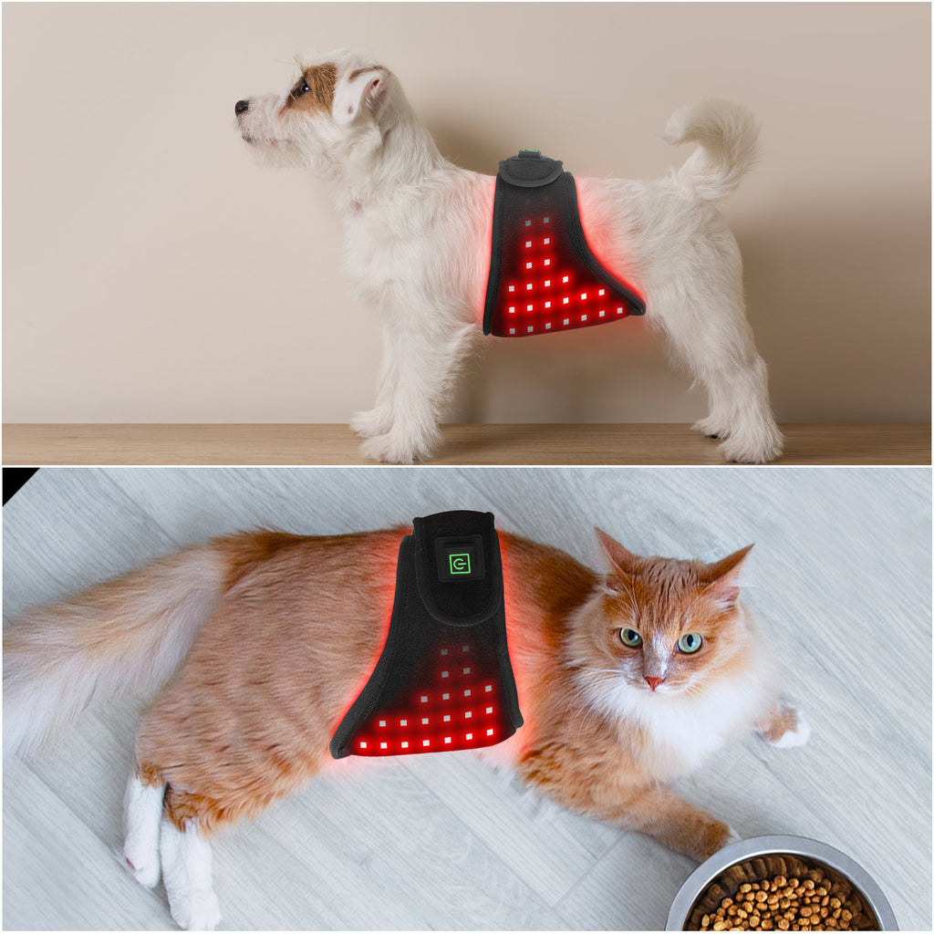 Fascia Fisioterapica LED Rosso Cani Gatti Ricaricabile