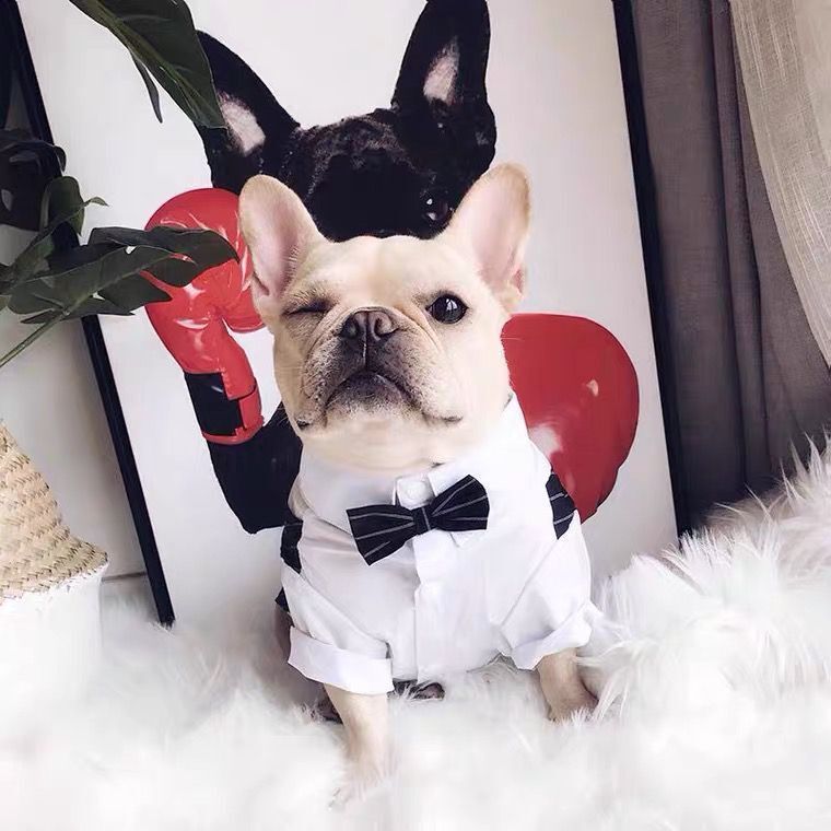 Elegant Dog Formal Dress with Bow Tie