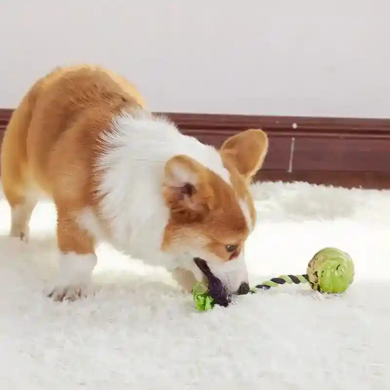 Gioco Corda Pallina Gomma Cani - Tiro Fune Interattivo by Dog Moda