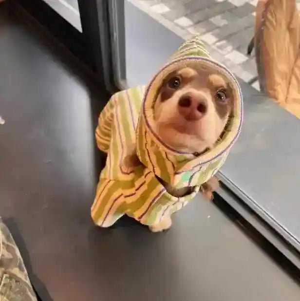 Sudadera acolchada verde a rayas para perros - Con capucha