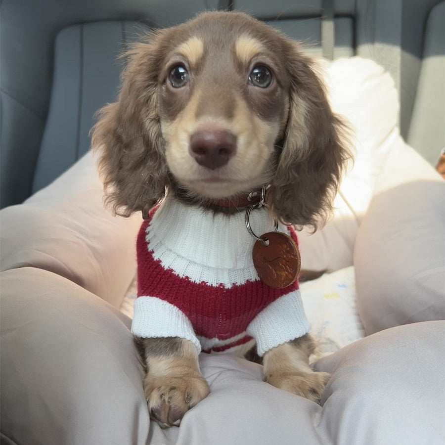 Maglioncino a Righe Bianche e Rosse per Cani – Adatto al Bassotto e Non Solo - Dog Moda