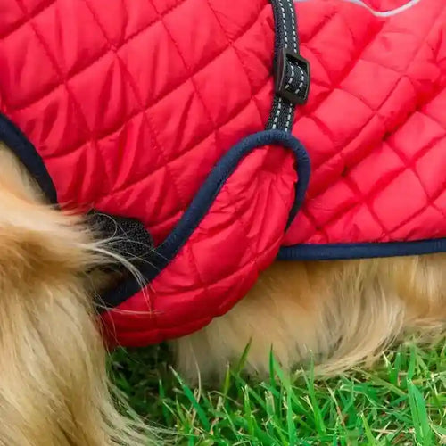 Close-up of a golden dog wearing a red quilted dog jacket on green grass