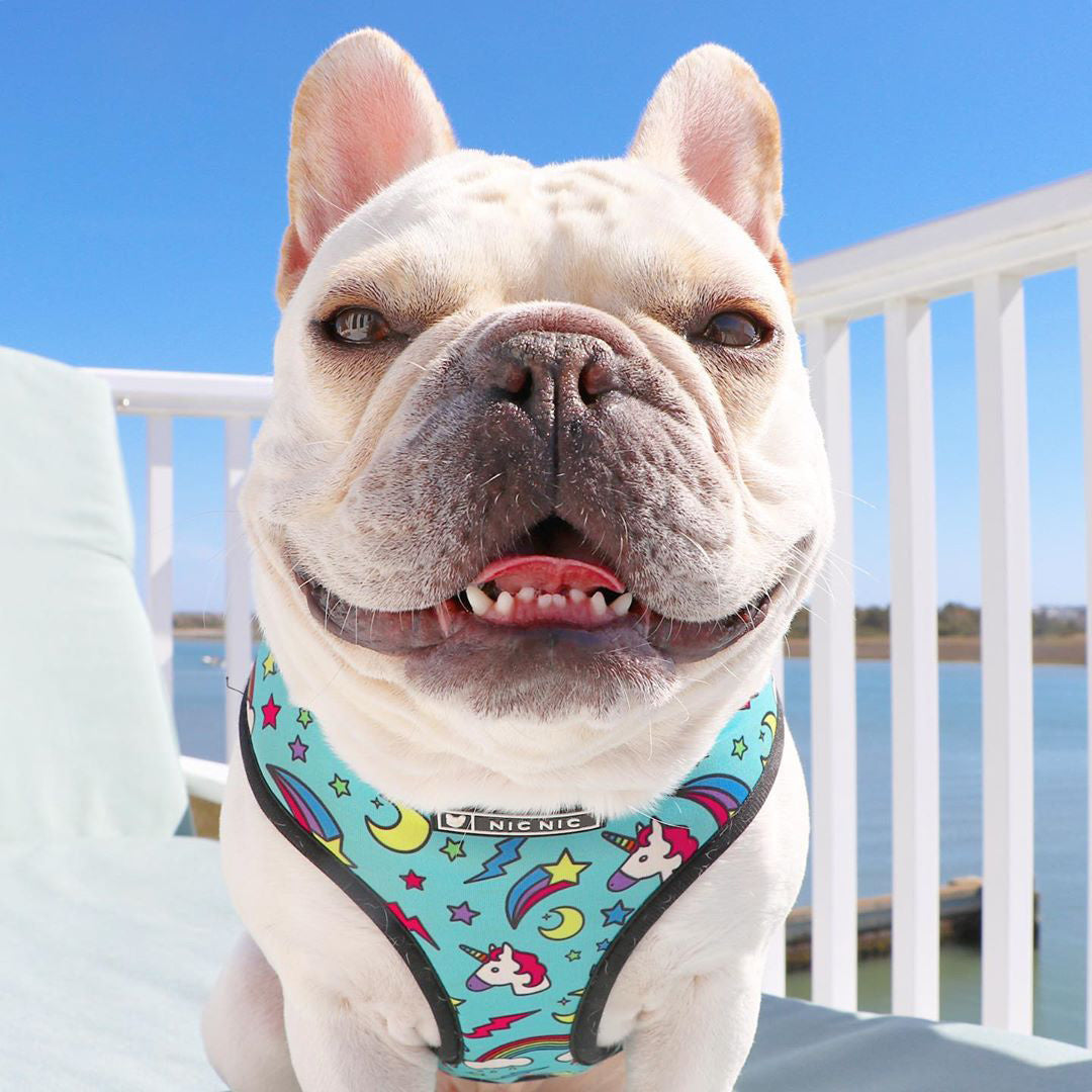 Harness and leash with unique "NicNic" patterns