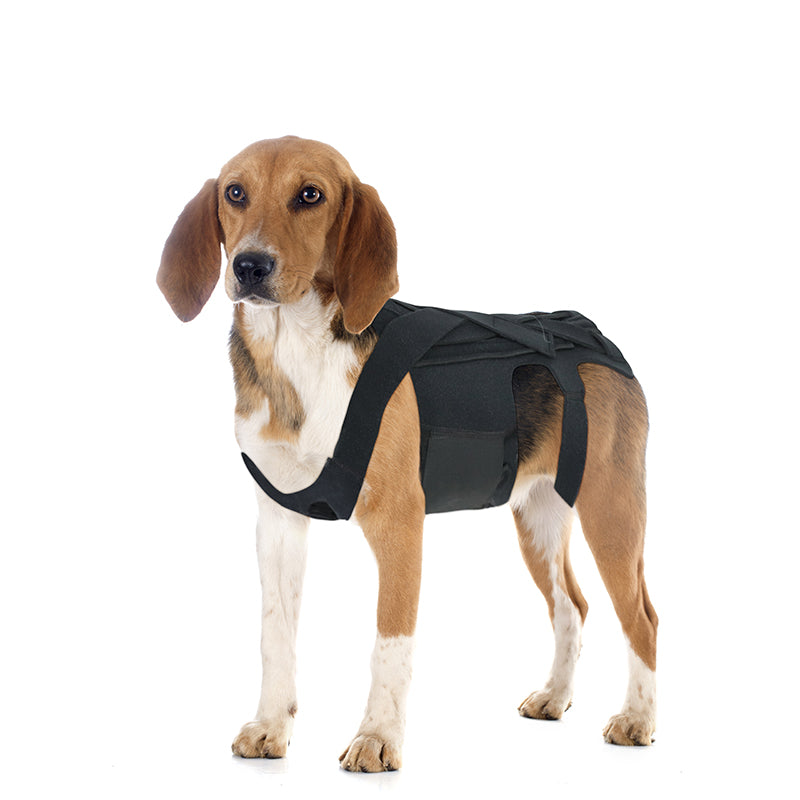 Tutore Ortopedico per Cani - Supporto Schiena IVDD by Dog Moda
