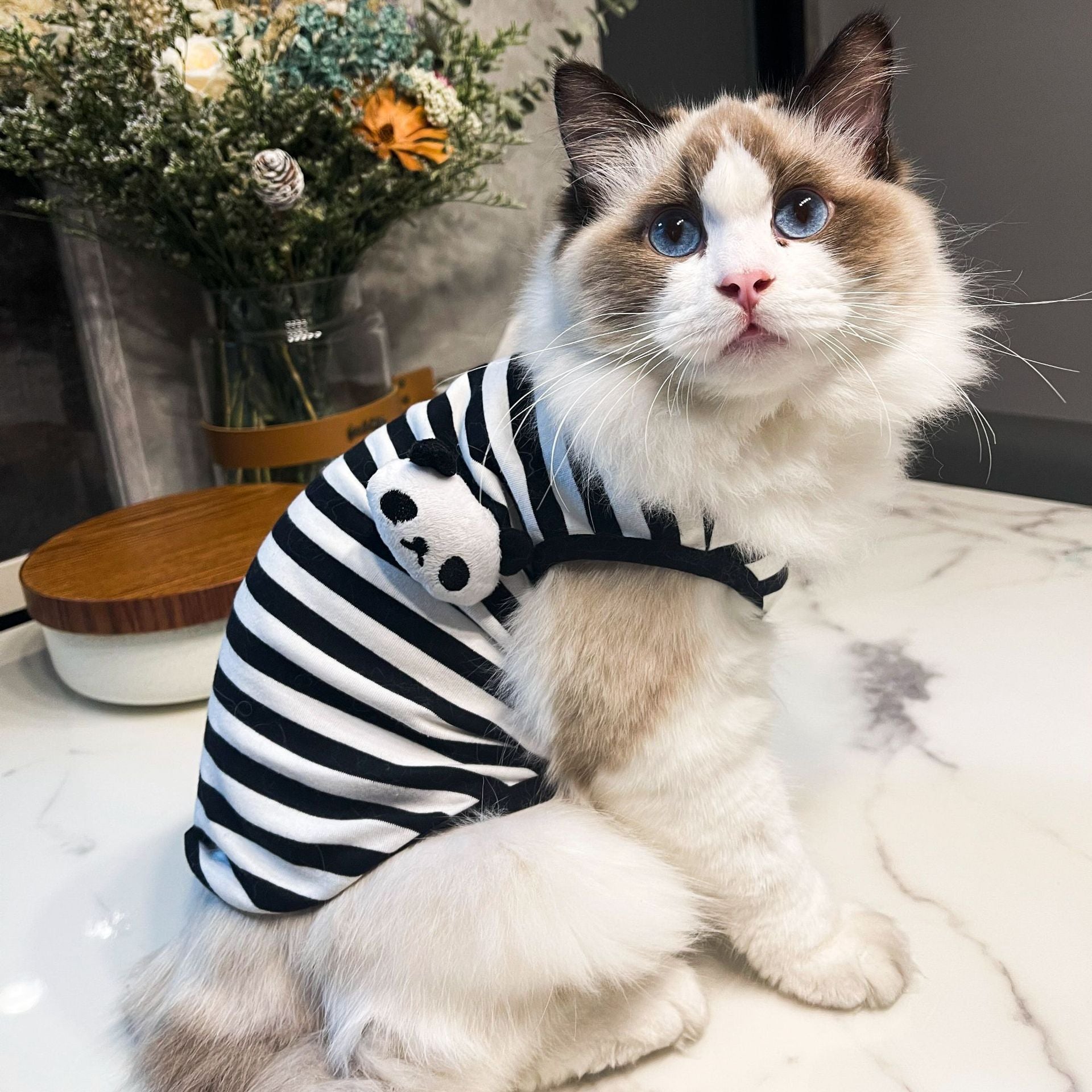 Cotton Cat Sweater Striped Panda or Frog | DogModa
