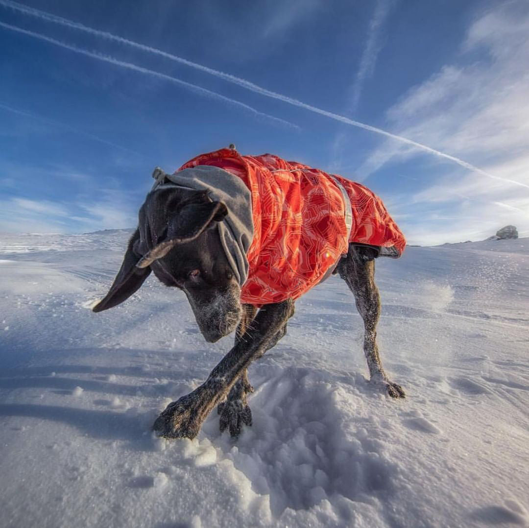 Cappotto Imbottito Neve per Cani Taglia Media e Grande