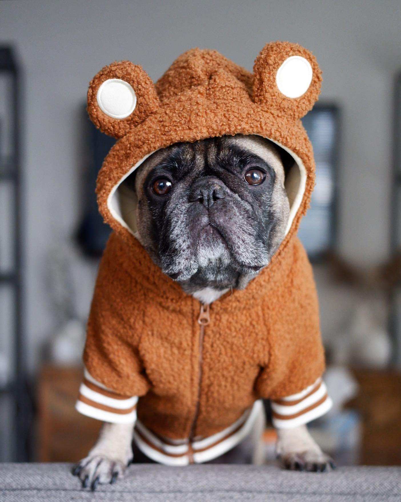 Fleece Dog Sweatshirt with Hood and Ears Soft and Warm