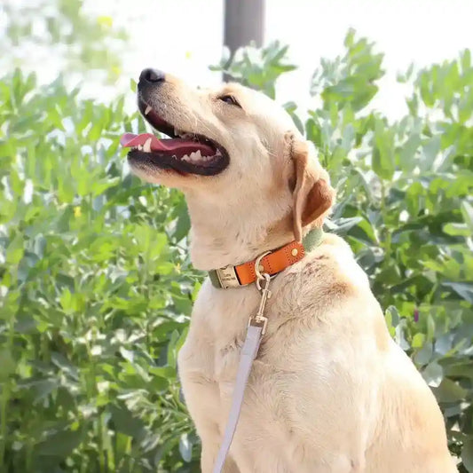 Collare Yatch per Cani in Pelle - Regolabile e Resistente by Dog Moda