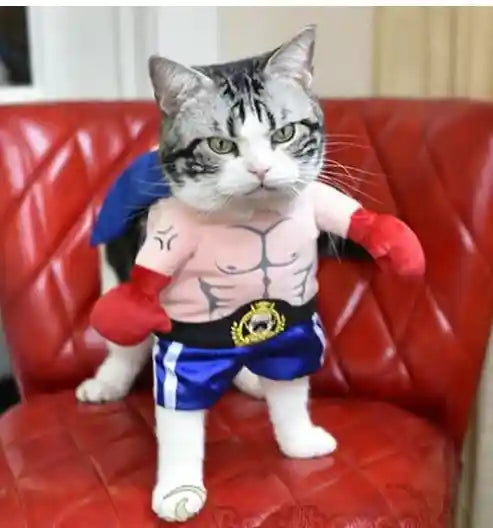 Costume Boxer Cani Gatti - Felpa Divertente con Guantoni by Dog Moda