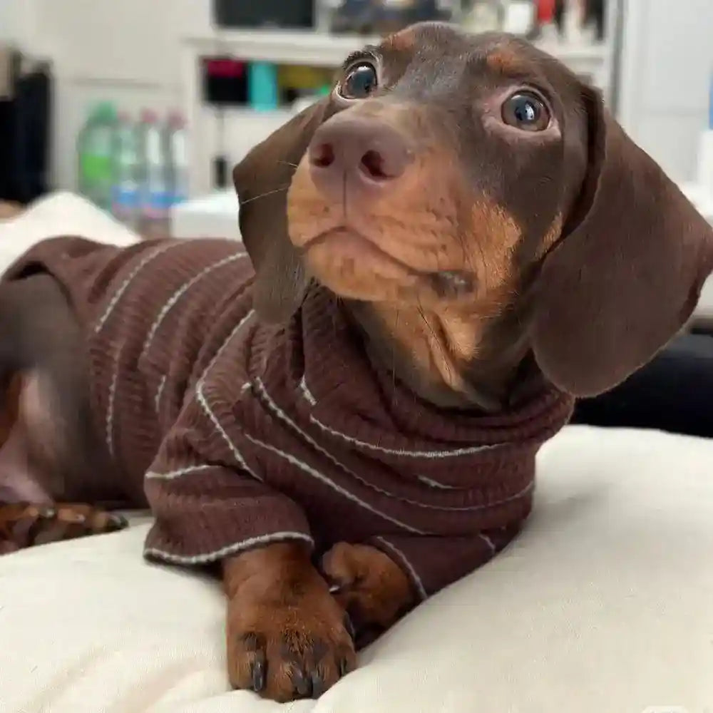 Maglia Bassotto Cani Gatti - Righe Marrone Due Zampe by Dog Moda