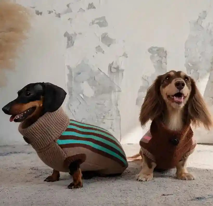 Maglione Cani Collo Alto Wiene Day - Caldo e Trendy by Dog Moda