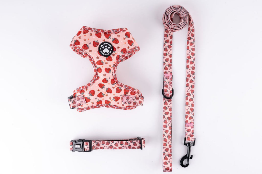 Set Pettorina Collare Guinzaglio Cani Perfect Paw