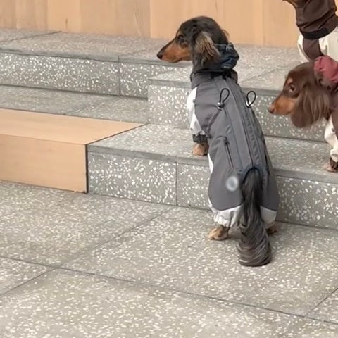 Cappotto impermeabile per Bassotto con zip e copertura totale