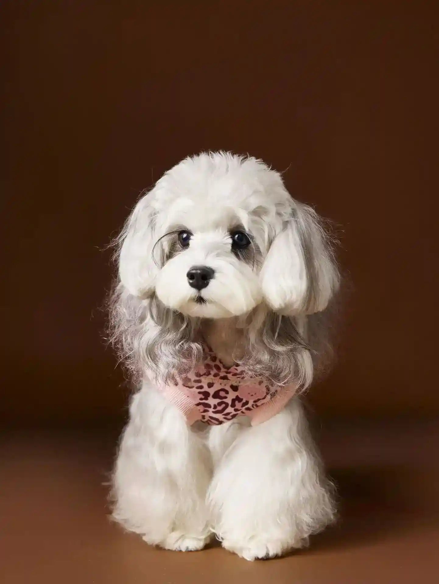 Maglia Tawney Bear Leopardata con Cappuccio - Smanicata by Dog Moda