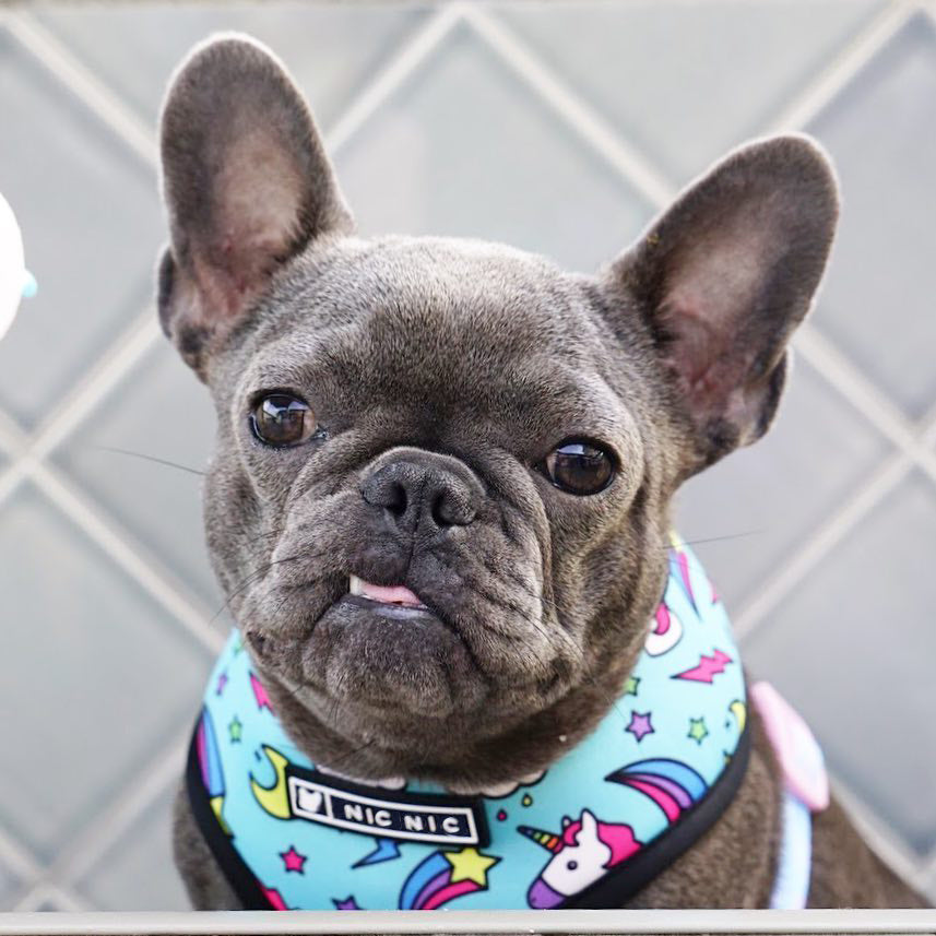 Harness and leash with unique "NicNic" patterns