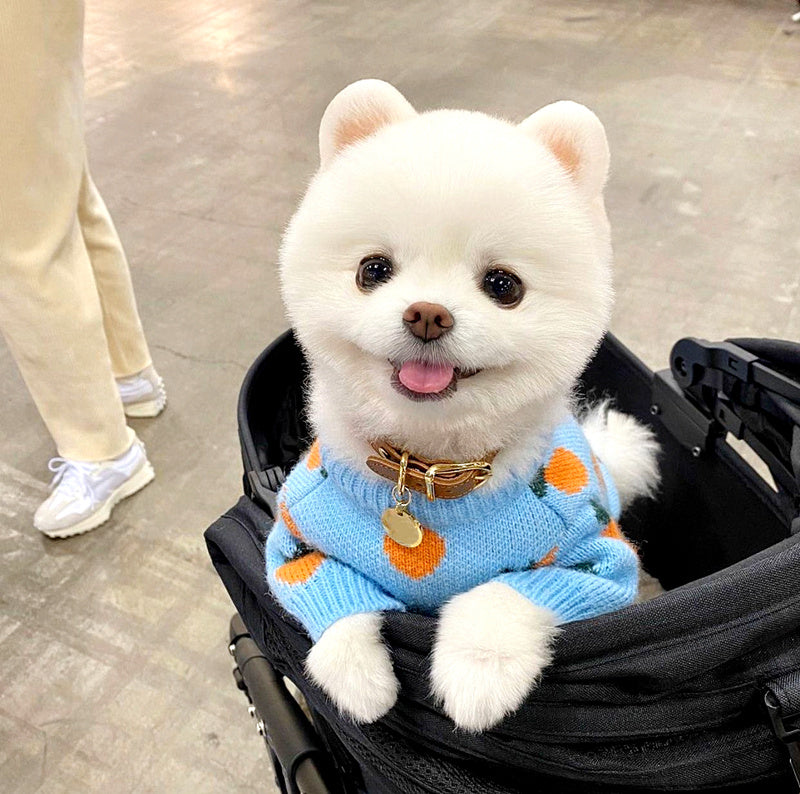 Carrot Pattern Dog Sweater 