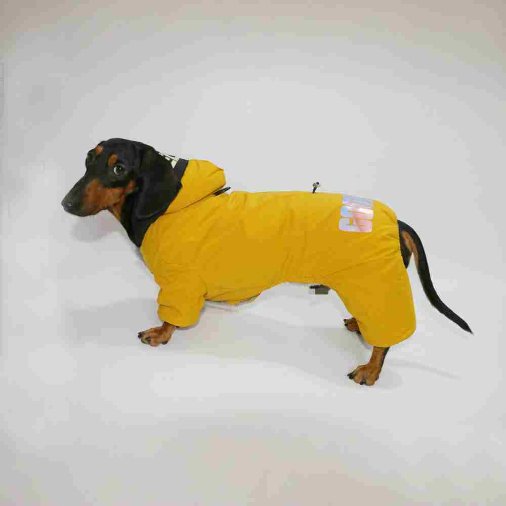 Imperméable pour Teckel « Bonne Chance » – Chaud, Confortable et Stylé