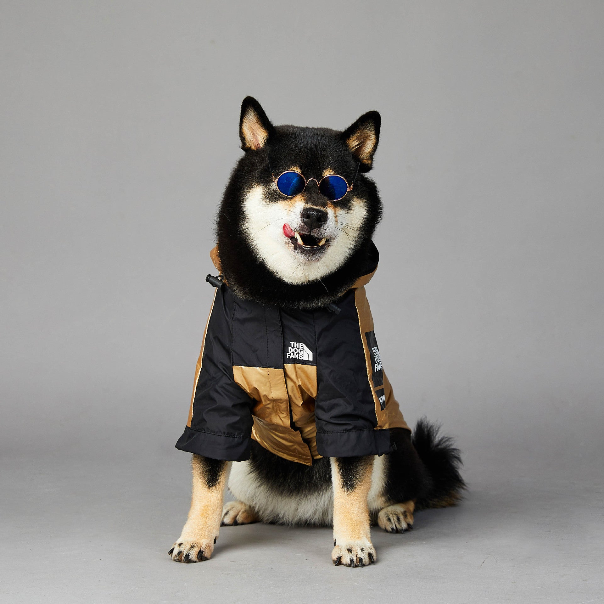 Impermeabile "Gold & Black" by Dog Fans - Eleganza e Funzionalità per il Tuo Cane - Dog Moda