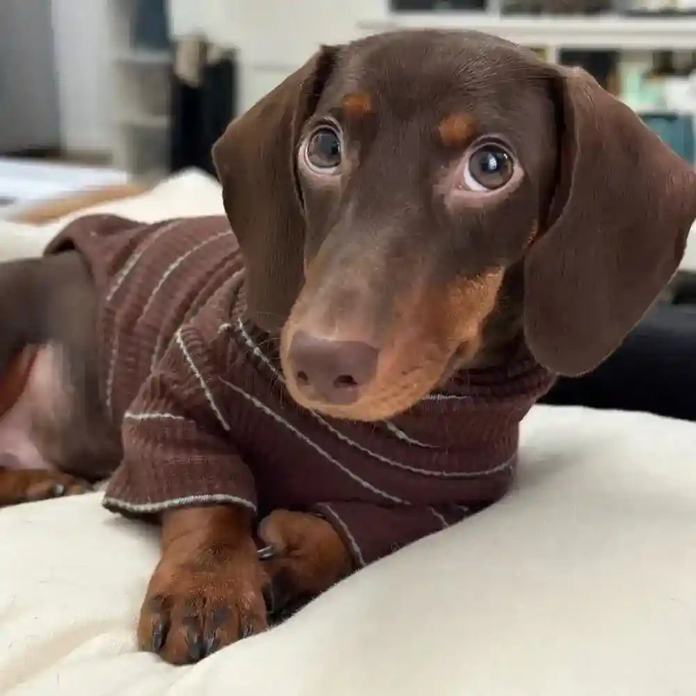 Maglia Bassotto Cani Gatti - Righe Marrone Due Zampe by Dog Moda