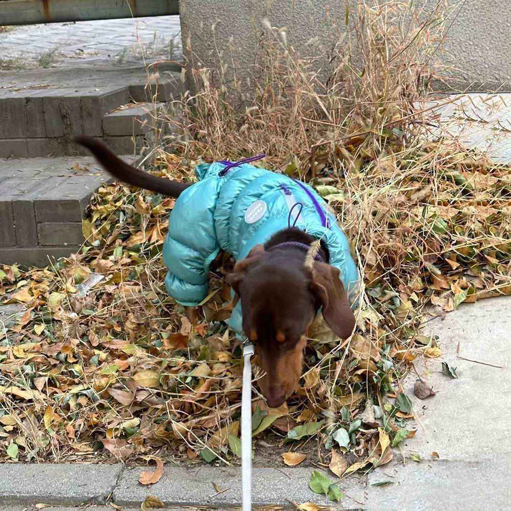 Dachshund Waterproof Dog Coat With Legs Dachshund Down Jacket