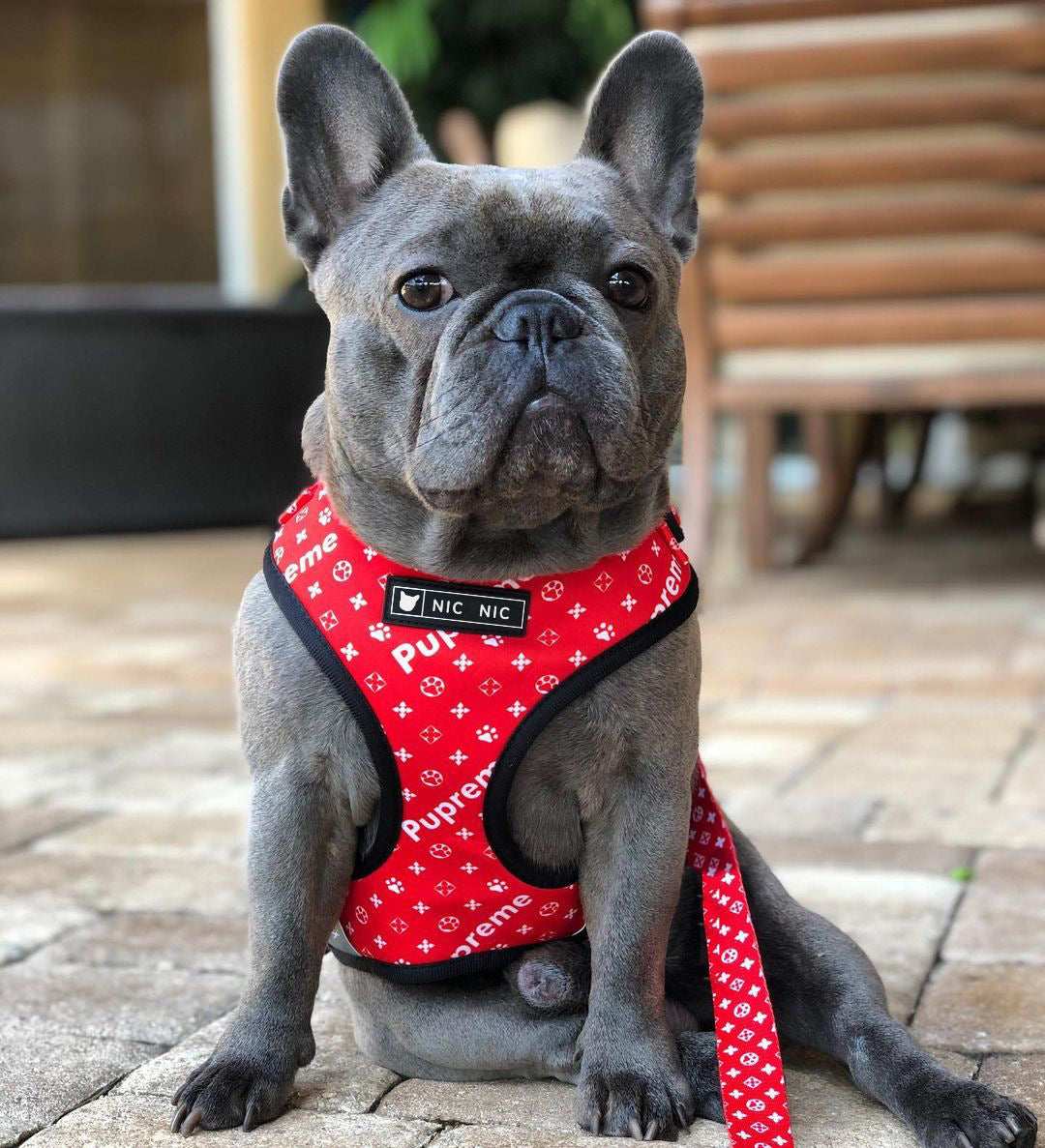 Red Pupreme Dog Harness and Leash Set "NicNic"