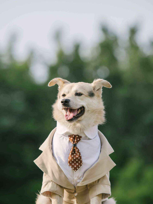 Vestito Elegante Cane Tuxedo Smoking - Giacca Cravatta by Dog Moda