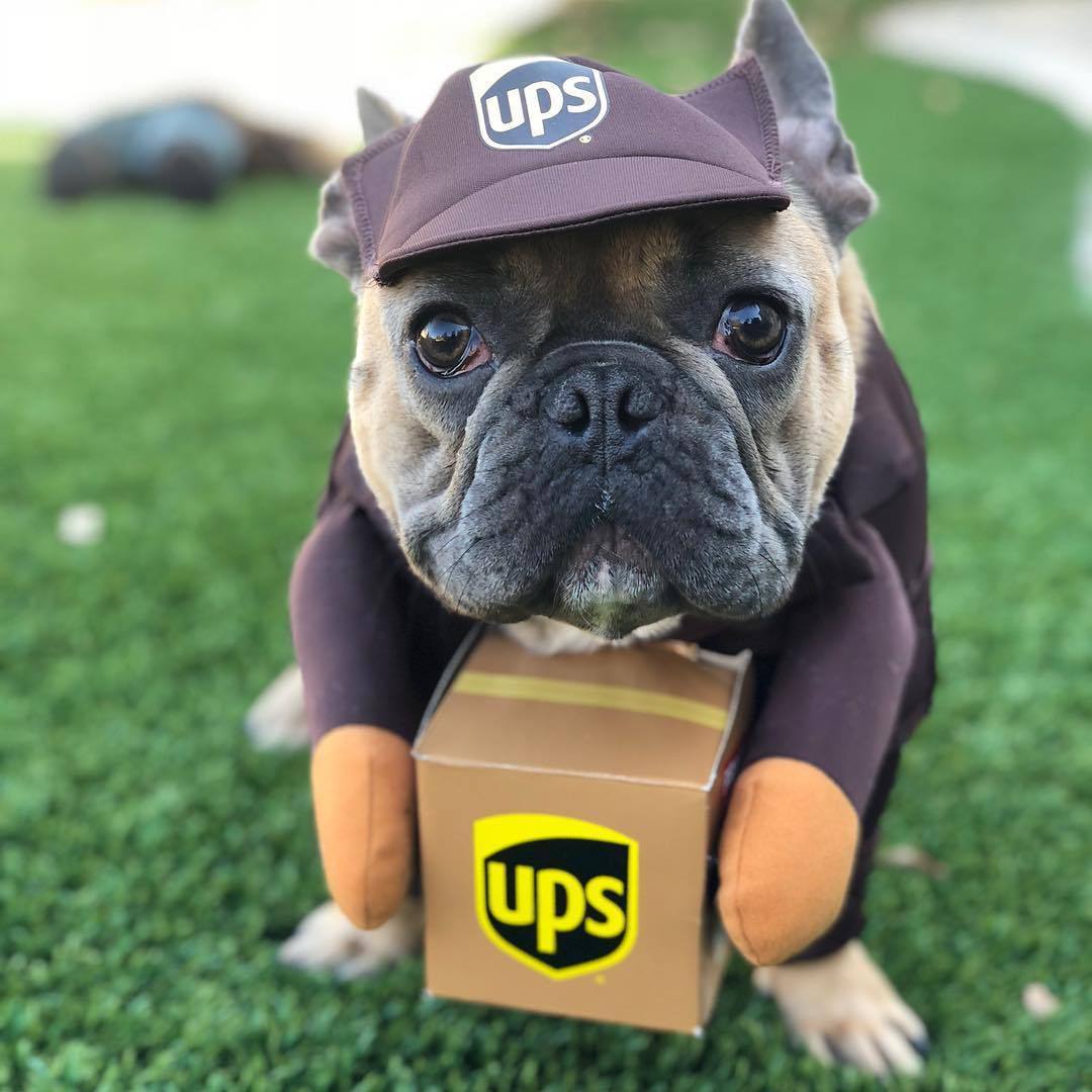 Costume per Cani "Corriere UPS" - Divertente, Comodo e Perfetto per Ogni Occasione!