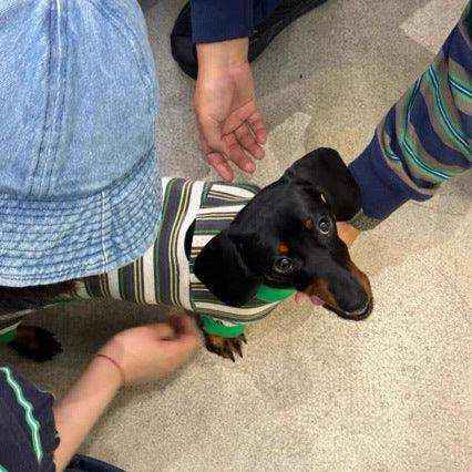 Mono para perro salchicha a rayas - 4 patas con cordón ajustable