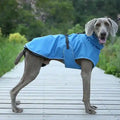 Weimaraner dog wearing a blue coat standing on a wooden path in a green outdoor setting