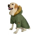 Golden retriever dog wearing green army-style winter coat with fur-trimmed hood sitting on white background