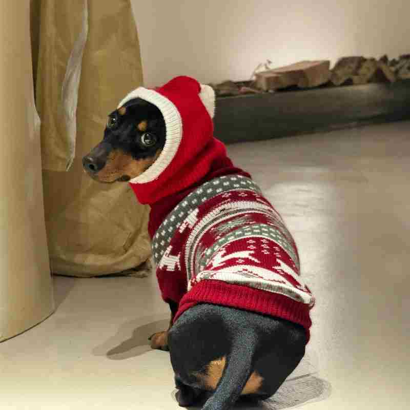 犬用クリスマスバラクラバ - 赤いサンタクロースフード