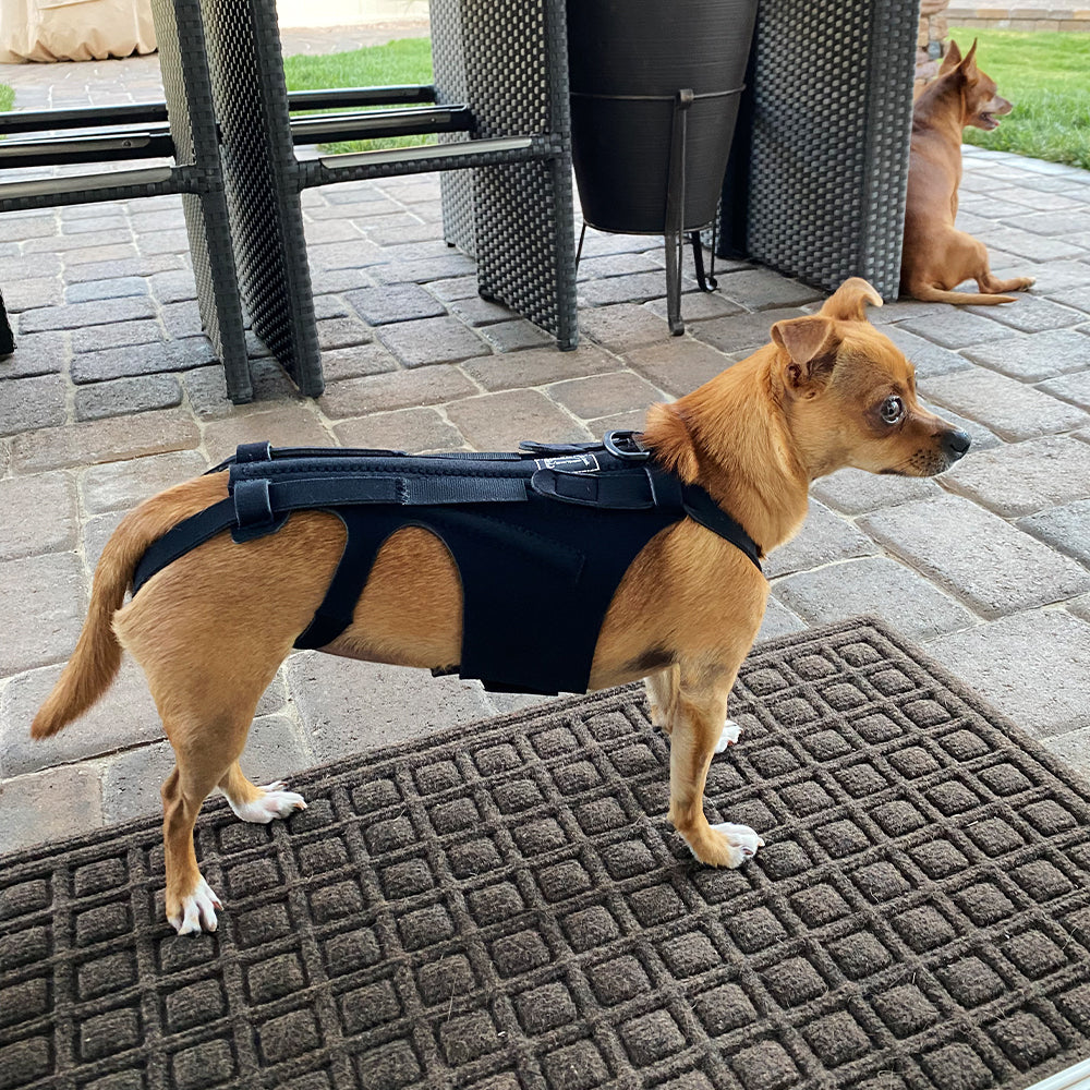 Tutore Ortopedico per Cani - Supporto Schiena IVDD by Dog Moda