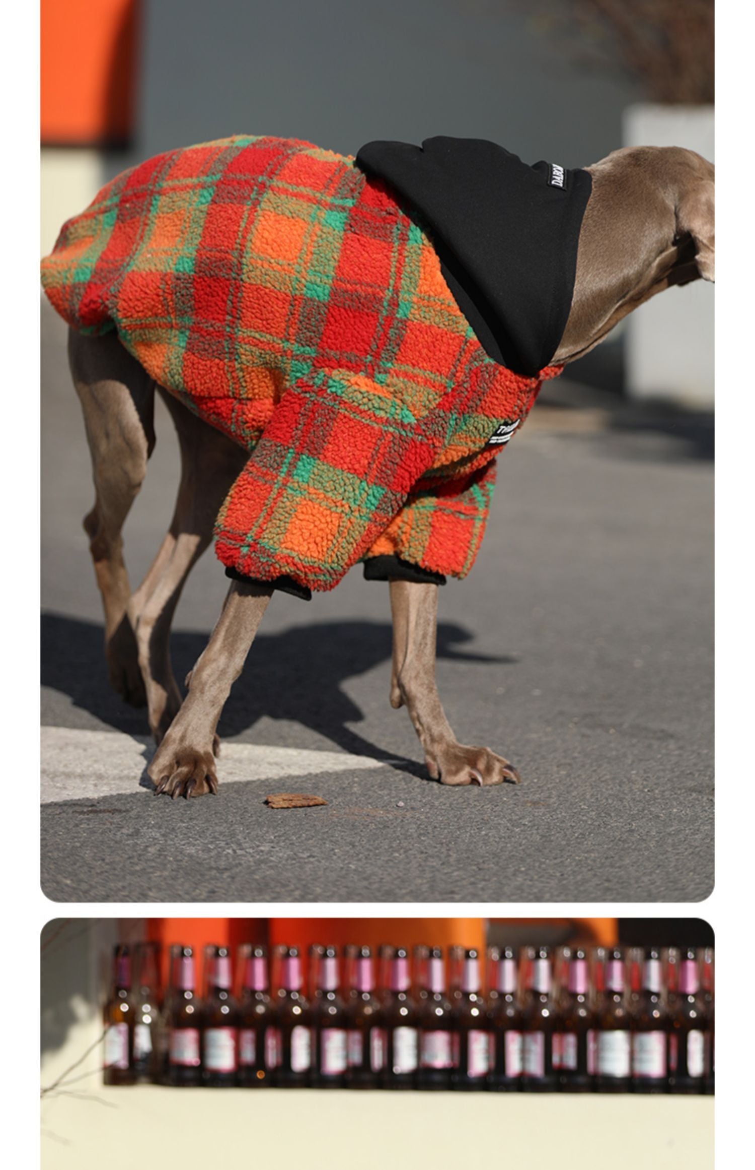 Weimaraner Dog Coat "Trend" with Fleece Hood