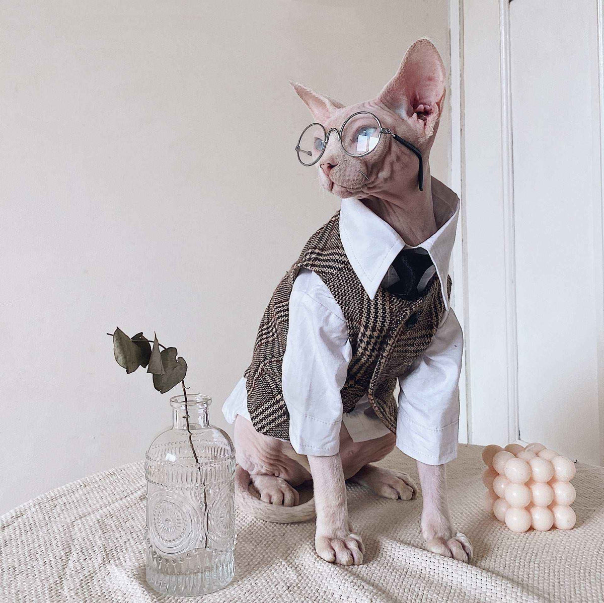 Vestito Elegante per Gatti Sphynx | Completo Giacca e Cravatta | Dogmoda