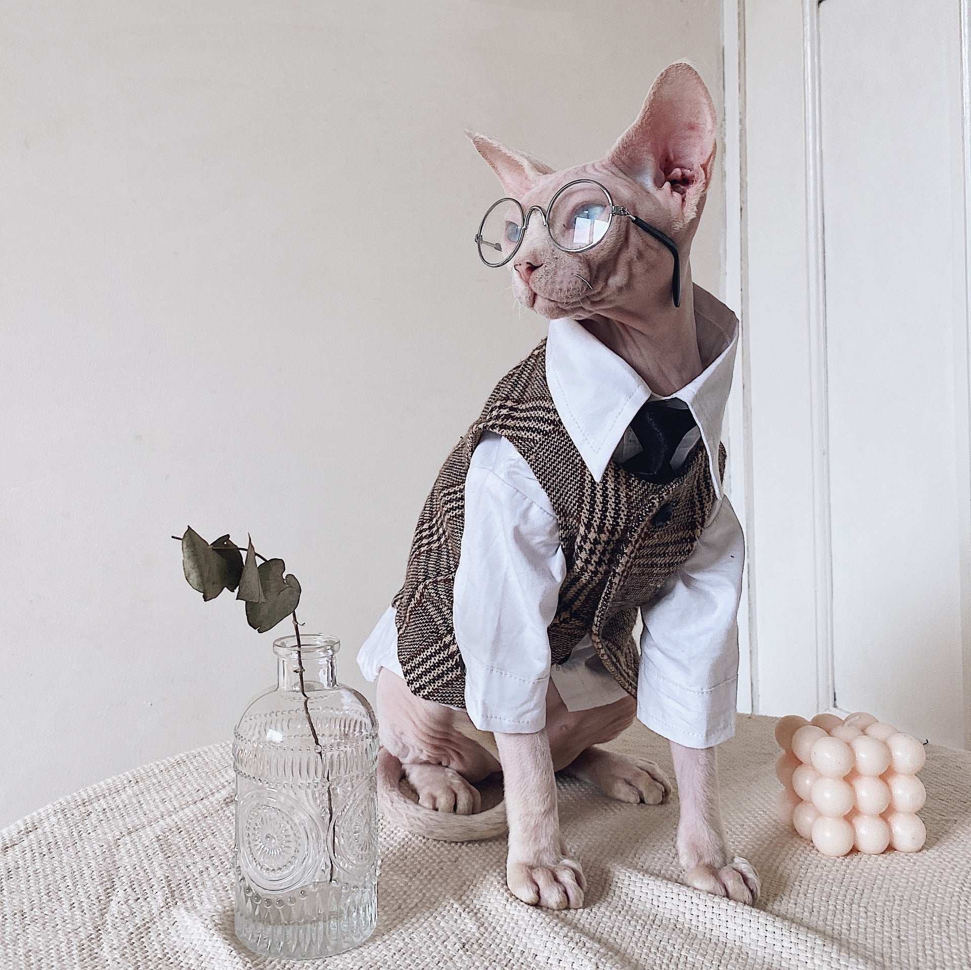 Vestito Elegante per Gatti Sphynx | Completo Giacca e Cravatta | Dogmoda