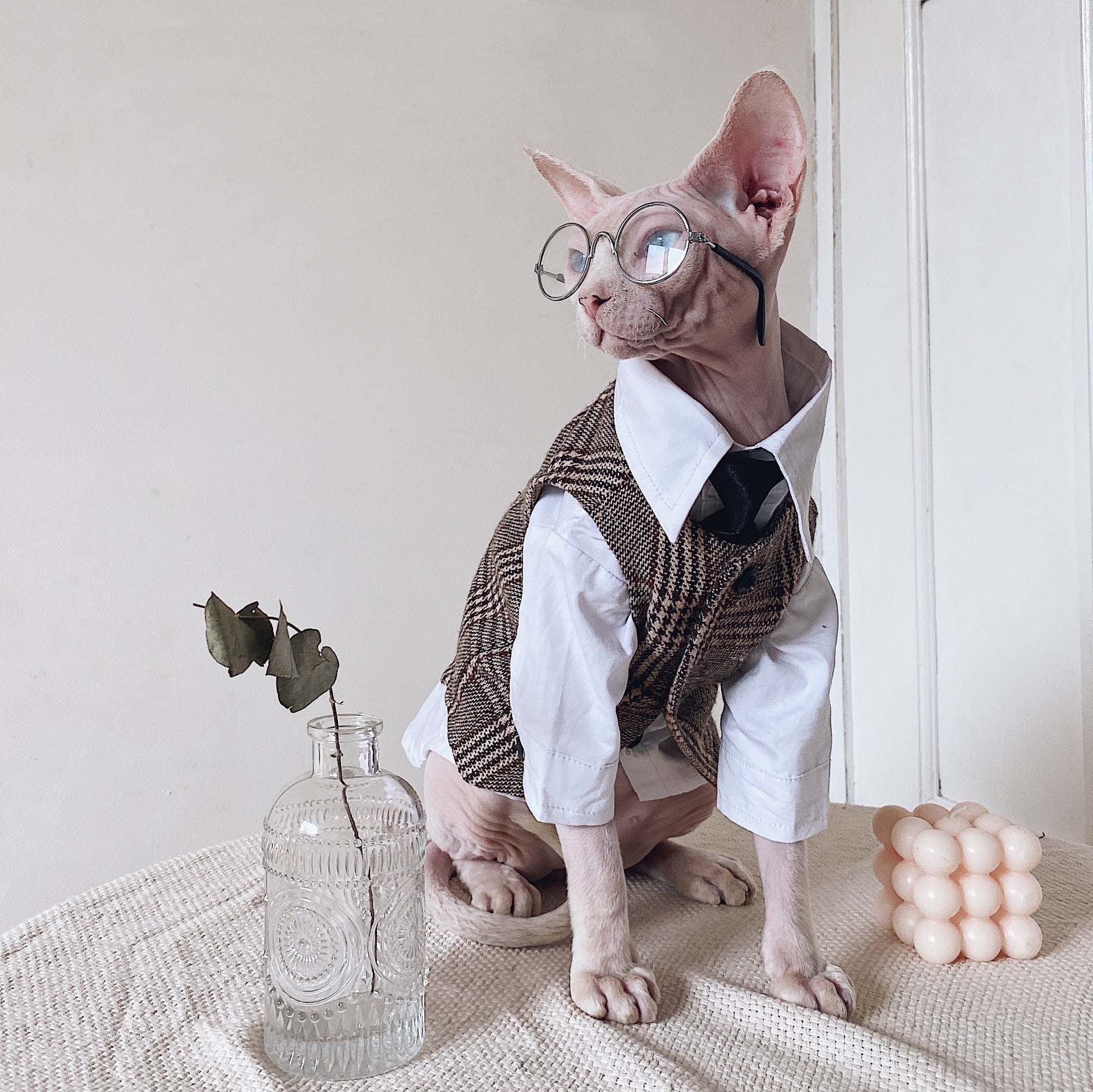 Vestito Elegante per Gatti Sphynx | Completo Giacca e Cravatta | Dogmoda