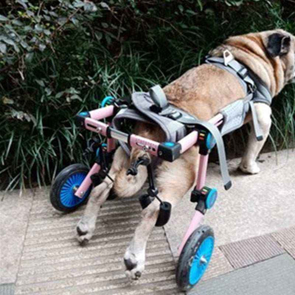 Carrellino Per Cani Disabili Con Ruote - Supporto Mobilità Zampe Posteriori, Regolabile, Per Animali Anziani O Con Problemi Di Movimento