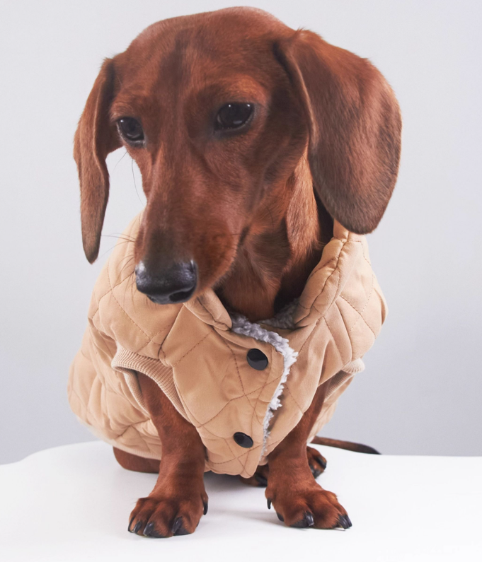 Sweet Dachshund Coat Quilted Diamond Padded Fleece