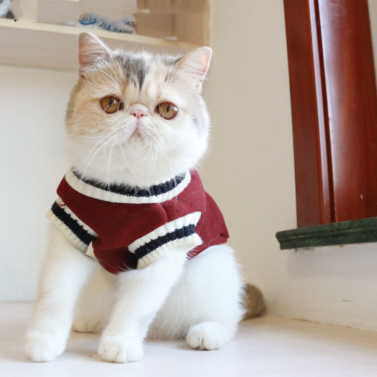 Maglioncino Smanicato per Gatti - Caldo e Comodo by Dog Moda