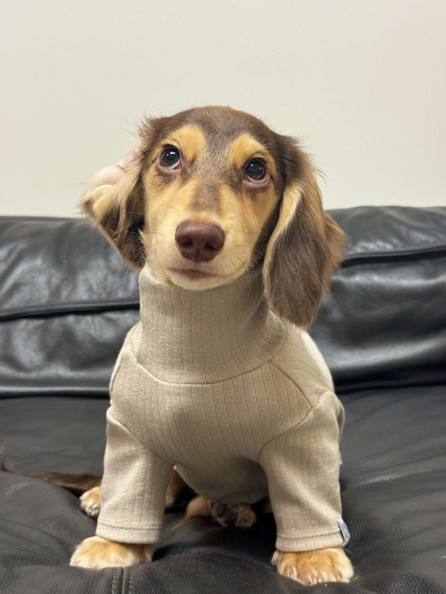 Jersey de Cuello Alto para Perros y Gatos - Algodón Suave Insta-Style