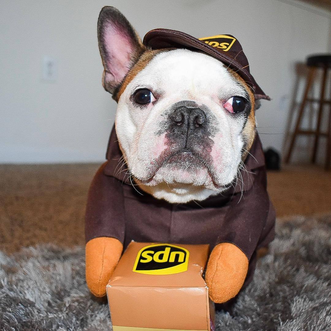 Costume per Cani "Corriere UPS" - Divertente, Comodo e Perfetto per Ogni Occasione!