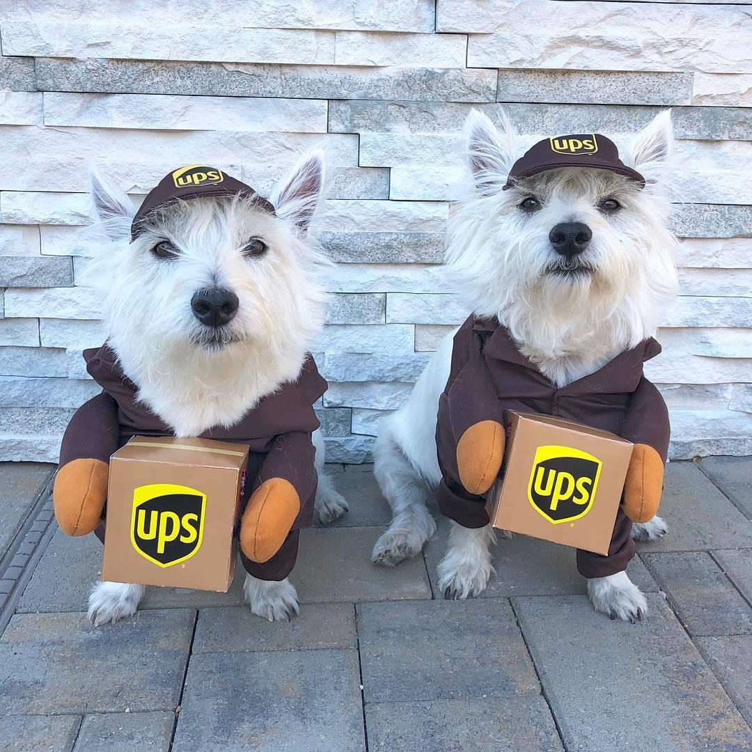 Costume per Cani "Corriere UPS" - Divertente, Comodo e Perfetto per Ogni Occasione!